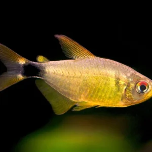 Kitty Tetra (Hyphessobrycon heliacus), Tank-Bred!