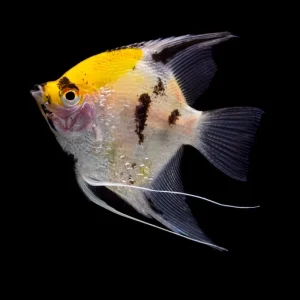Koi Angelfish