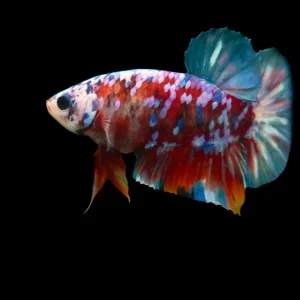 Koi Galaxy Halfmoon Plakat Betta Fish
