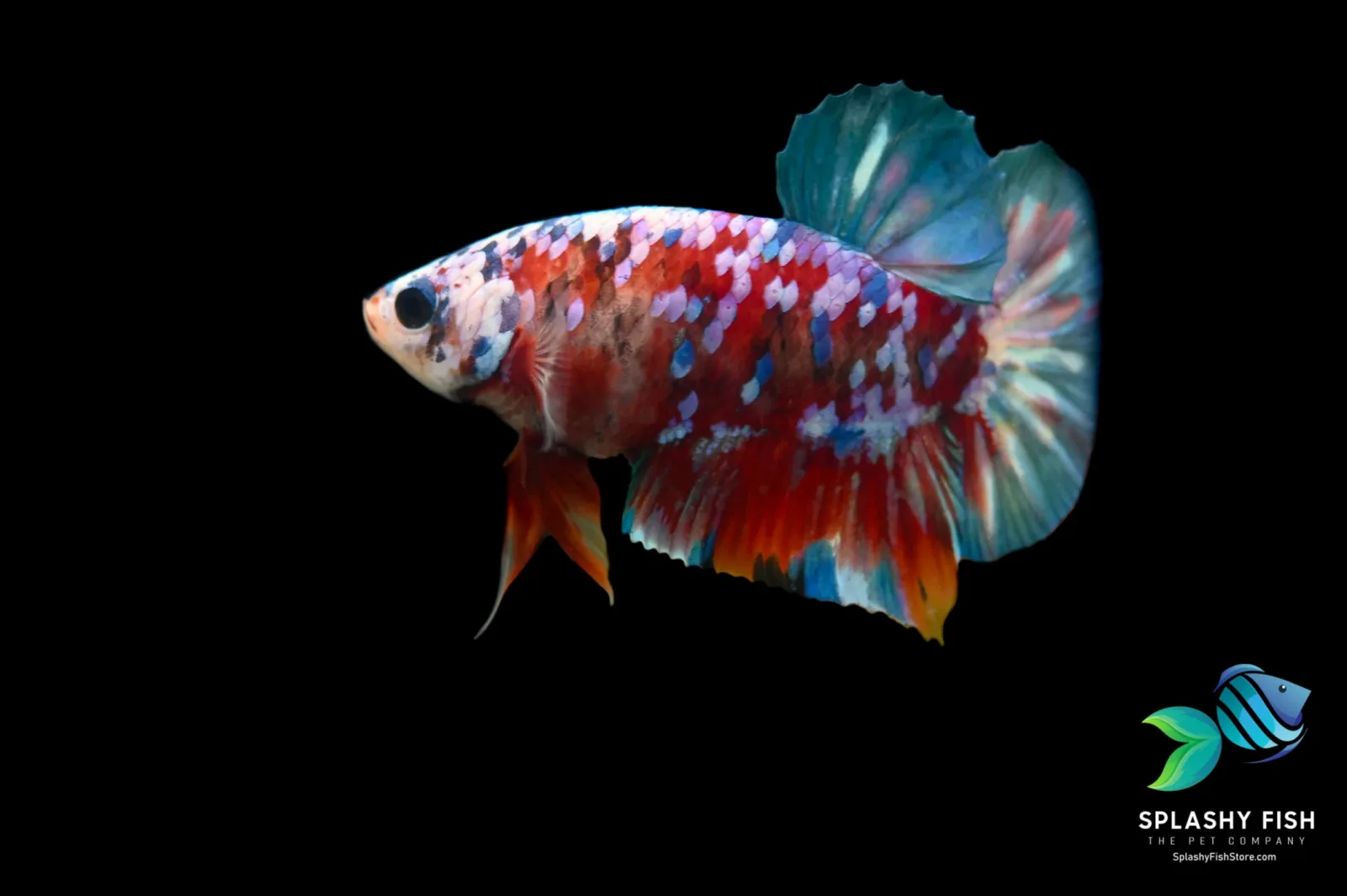Koi Galaxy Halfmoon Plakat Betta Fish