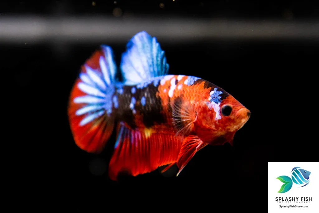Koi Galaxy Halfmoon Plakat Betta Fish - Image 2