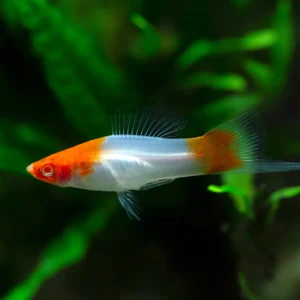 Koi Kohaku Swordtail Fish