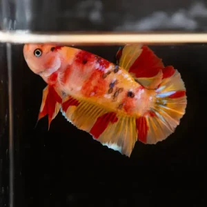 Koi Nemo Halfmoon Plakat Betta Fish