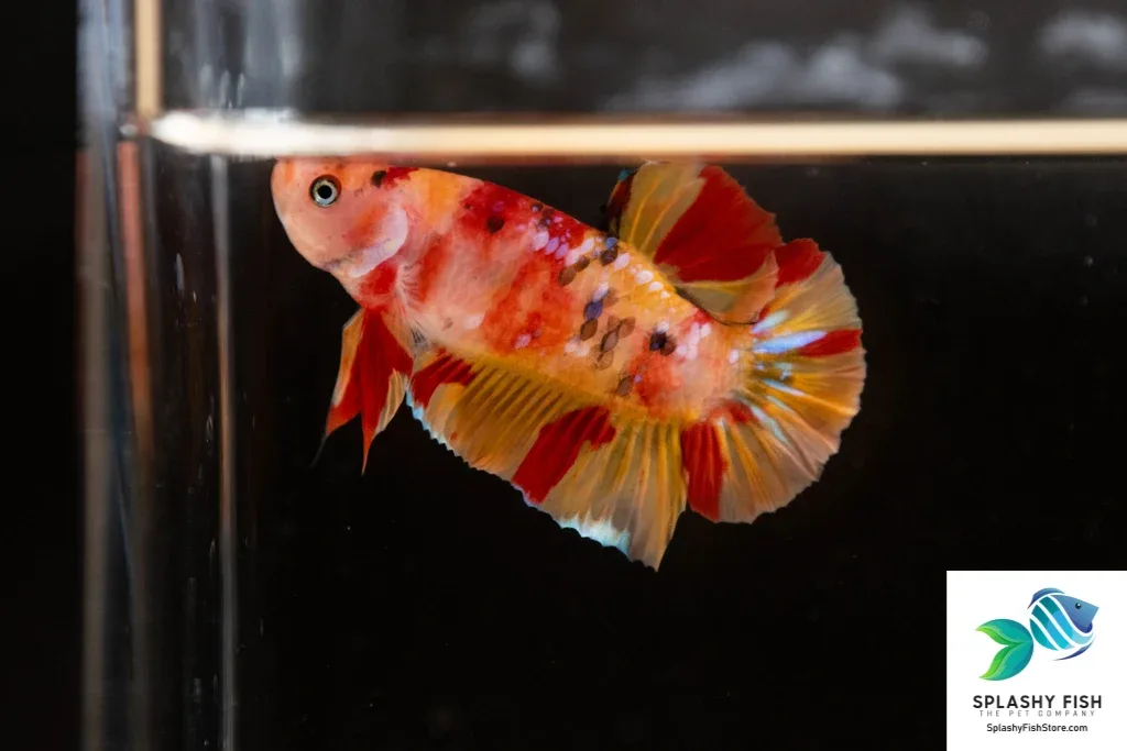 Koi Nemo Halfmoon Plakat Betta Fish
