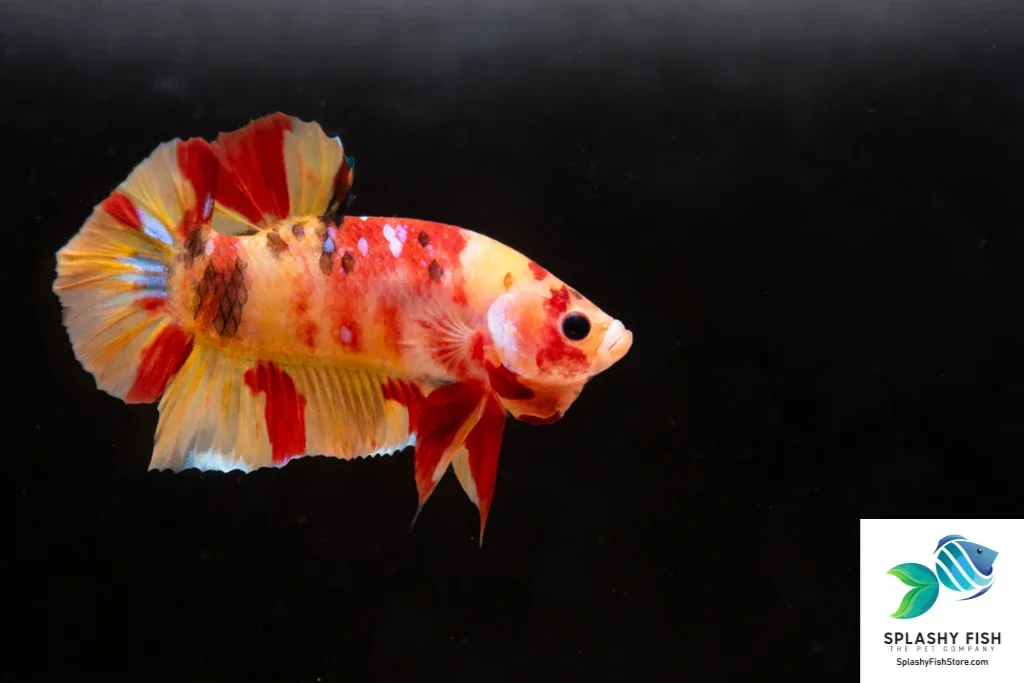 Koi Nemo Halfmoon Plakat Betta Fish - Image 2
