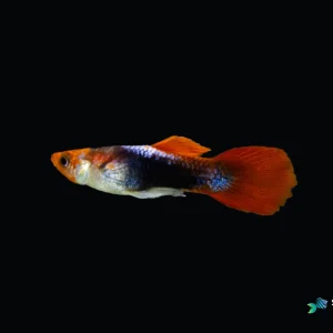 Koi Red Guppy Fish