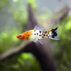 Koi Sanke Swordtail