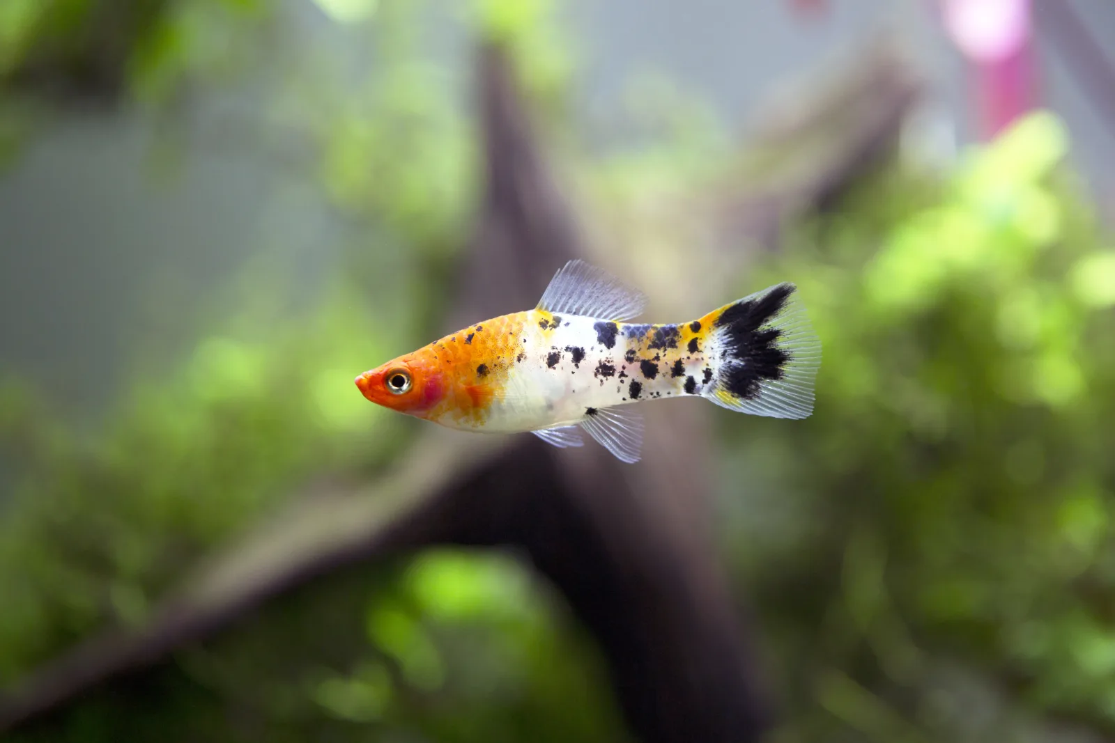 Koi Sanke Swordtail