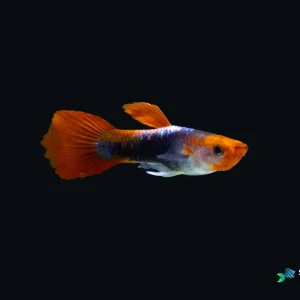 Koi Short Guppy Fish