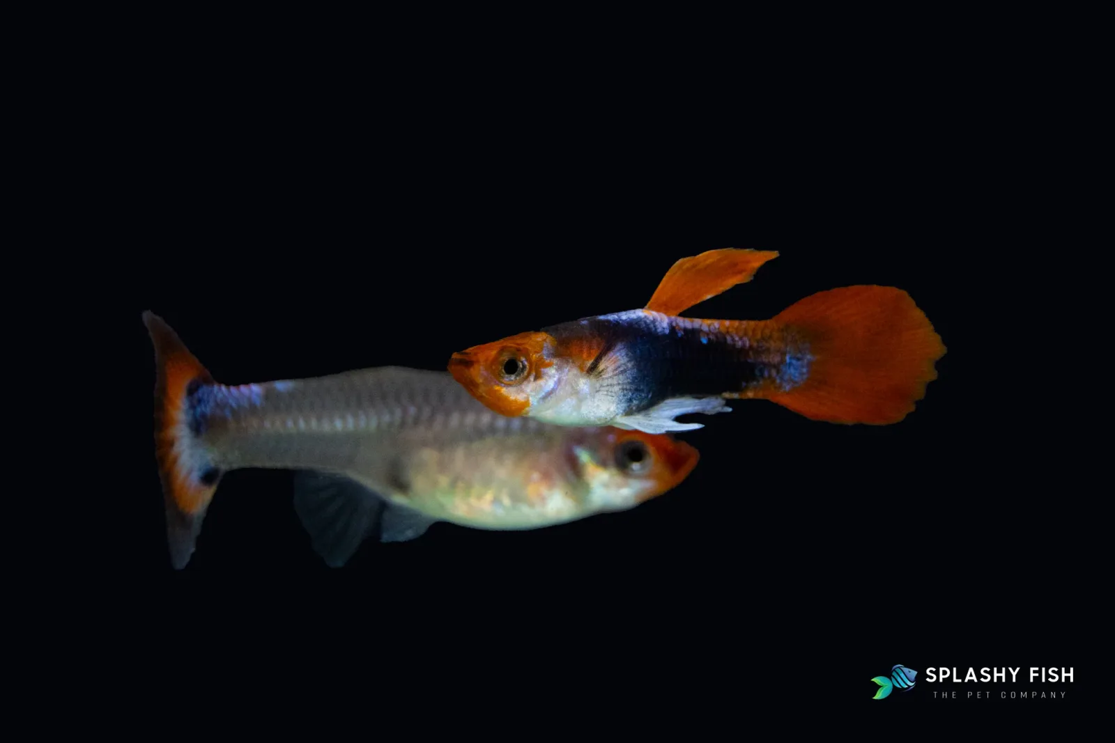 Koi Short Guppy Fish - Image 2