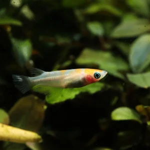 Komachi Medaka Ricefish