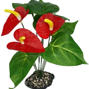 Komodo Anthurium Bush Plant with Gravel Base