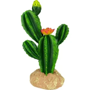 Komodo Cactus Plant Flower