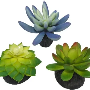 Komodo Desert Succulent Plant Blue & Green, 1ea/3 pk