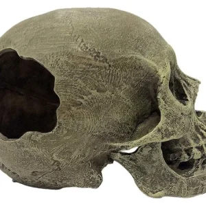 Komodo Full Human Skull Reptile Hideout Gray One Size