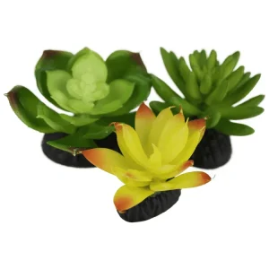 Komodo Living Natural Desert Succulents, 3 pack