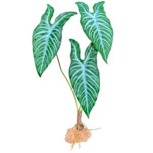 Komodo Standing Plant White Vein 18 in