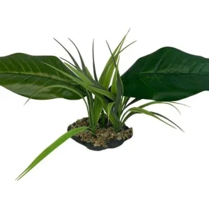 Komodo Woodland Canopy Plant 1ea/42 cm