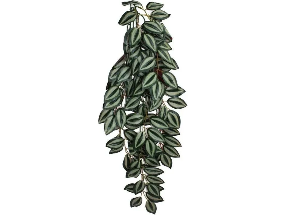 Komodo Zebrina Hanging Plant 1ea/LG, 24 in