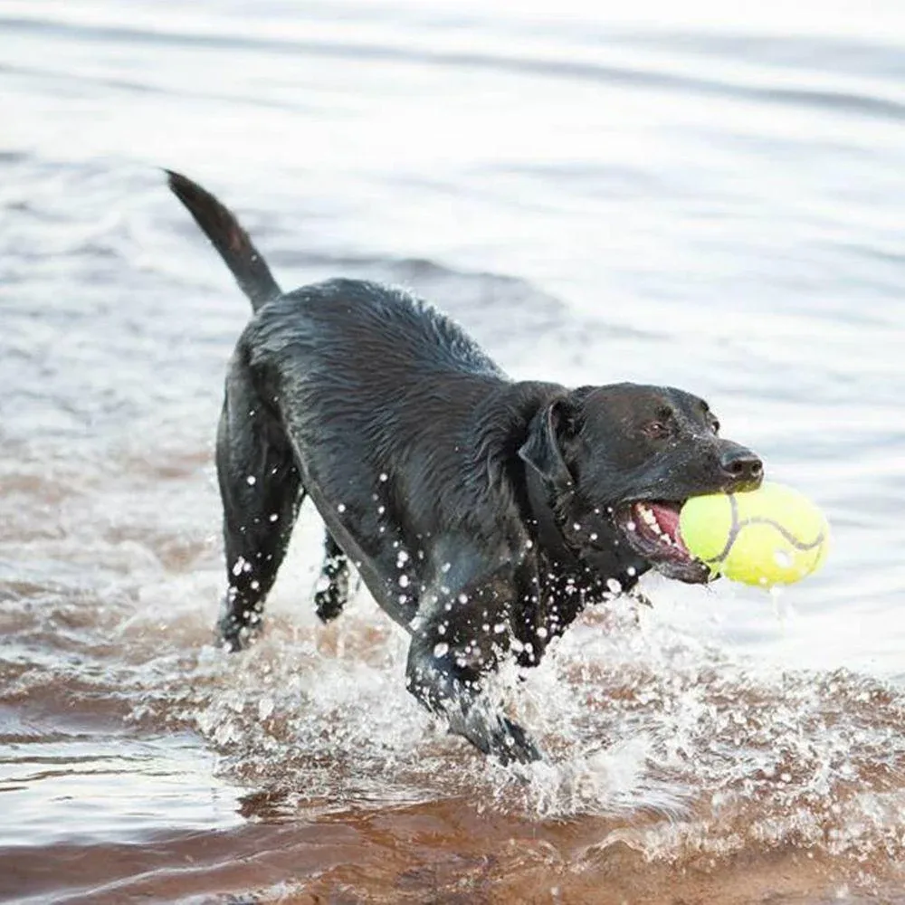KONG AirDog Squeaker Football Dog Toy - Image 2