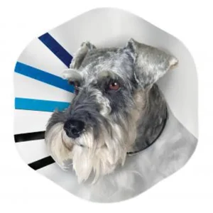 KONG E-Collar Clear/Blue/Black MD