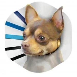 KONG E-Collar Clear/Blue/Black SM