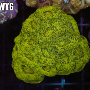 Kryptonite Asian Acan Colony WYSIWYG - SAQ Coral Farm