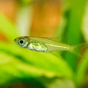 Kubotai Rasbora