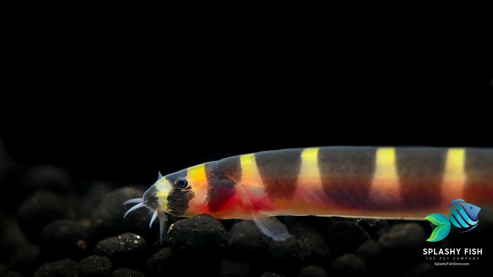 Kuhli Loach - Image 2