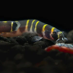Kuhli Loach