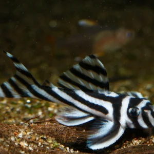 L046 Zebra Pleco