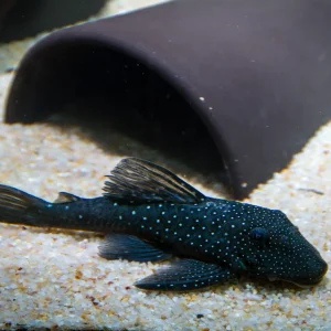L128 Blue Phantom Pleco