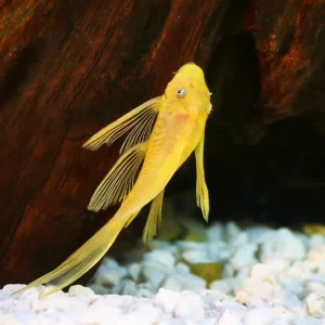 L144a Blue Eye Lemon Bristlenose Pleco (Ancistrus sp.)