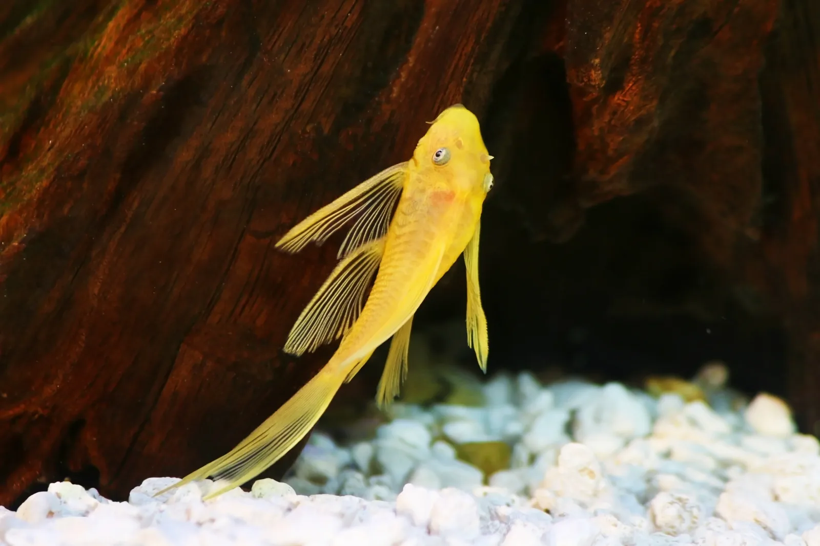 L144a Blue Eye Lemon Bristlenose Pleco (Ancistrus sp.)