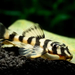 L168 Butterfly Nose Pleco