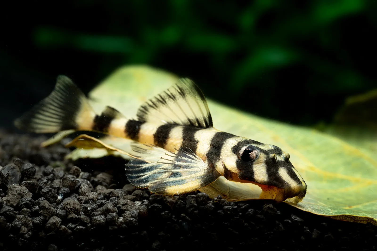 L168 Butterfly Nose Pleco