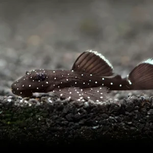 L183 Starlight AKA White Seam Bristlenose Pleco (Ancistrus dolichopterus) - Tank Bred