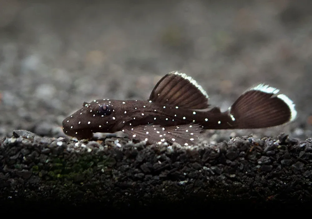 L183 Starlight AKA White Seam Bristlenose Pleco (Ancistrus dolichopterus) - Tank Bred