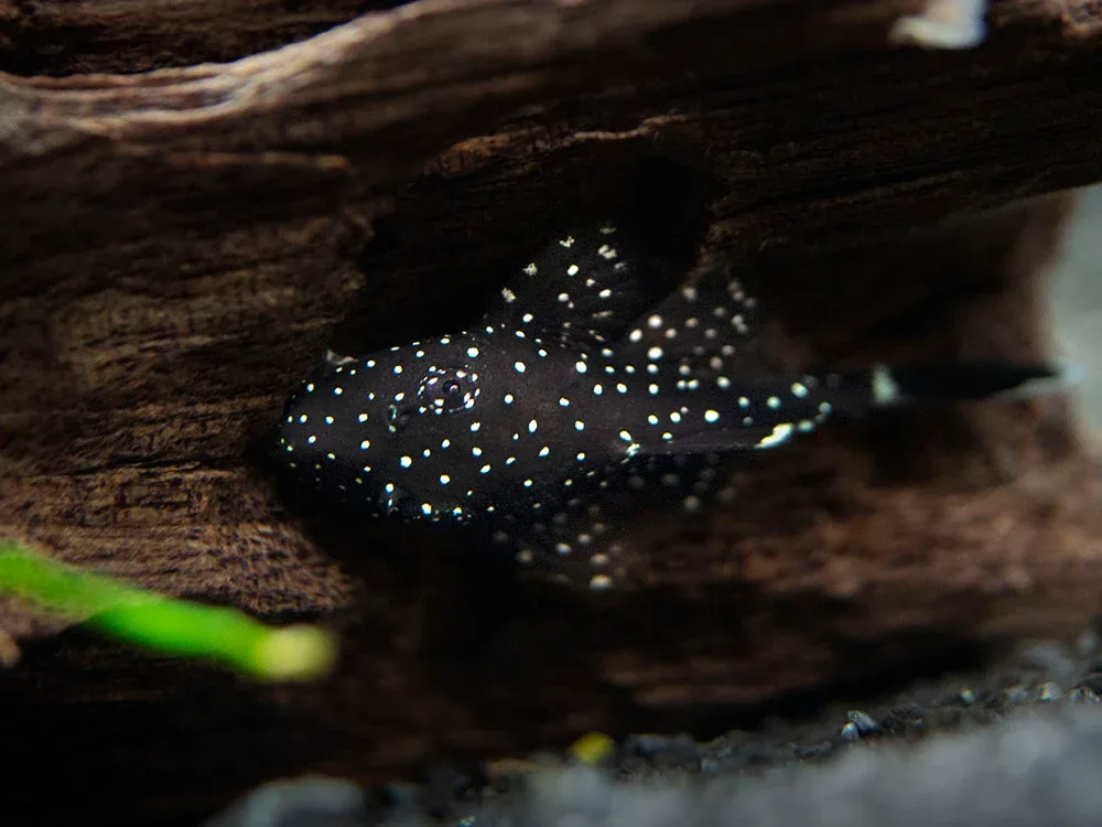 L183 Starlight AKA White Seam Bristlenose Pleco (Ancistrus dolichopterus) - Tank Bred - Image 2