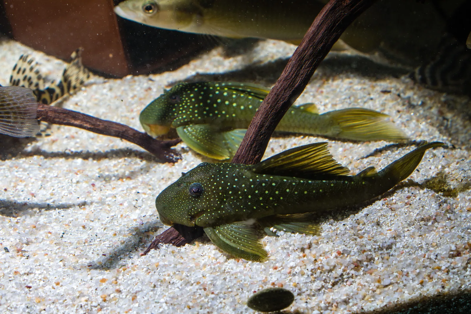 L200 Green Phantom Pleco