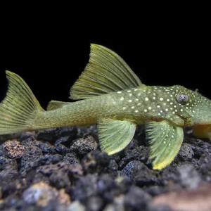 L200 Green Phantom Pleco (Hemiancistrus Subviridis)