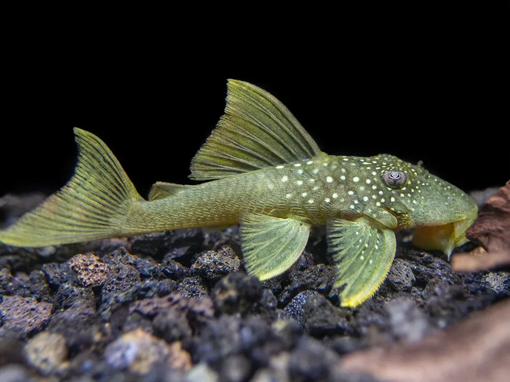 L200 Green Phantom Pleco (Hemiancistrus Subviridis)