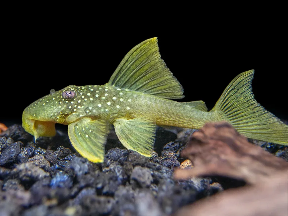 L200 Green Phantom Pleco (Hemiancistrus Subviridis) - Image 2