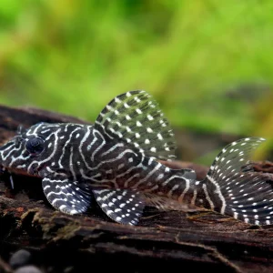 L260 Queen Arabesque Pleco (Hypancistrus sp. ‘L260’)