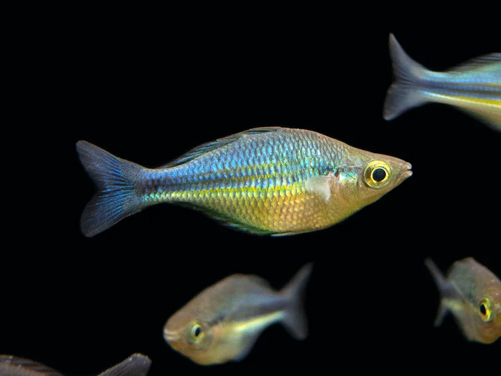 Lake Kutubu Turquoise Rainbowfish (Melanotaenia lacustris), Tank-Bred! - Image 2