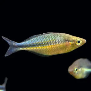 Lake Kutubu Turquoise Rainbowfish (Melanotaenia lacustris), Tank-Bred!