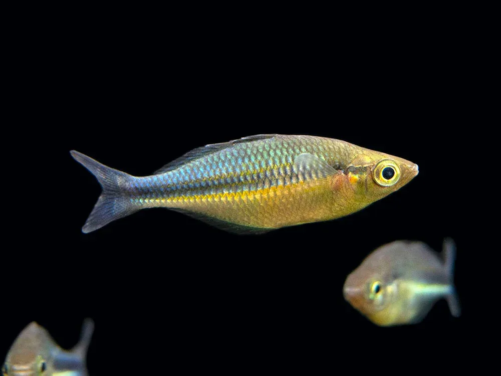 Lake Kutubu Turquoise Rainbowfish (Melanotaenia lacustris), Tank-Bred!