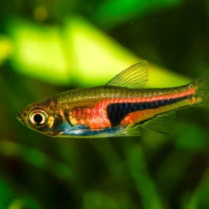 Lambchop Rasbora