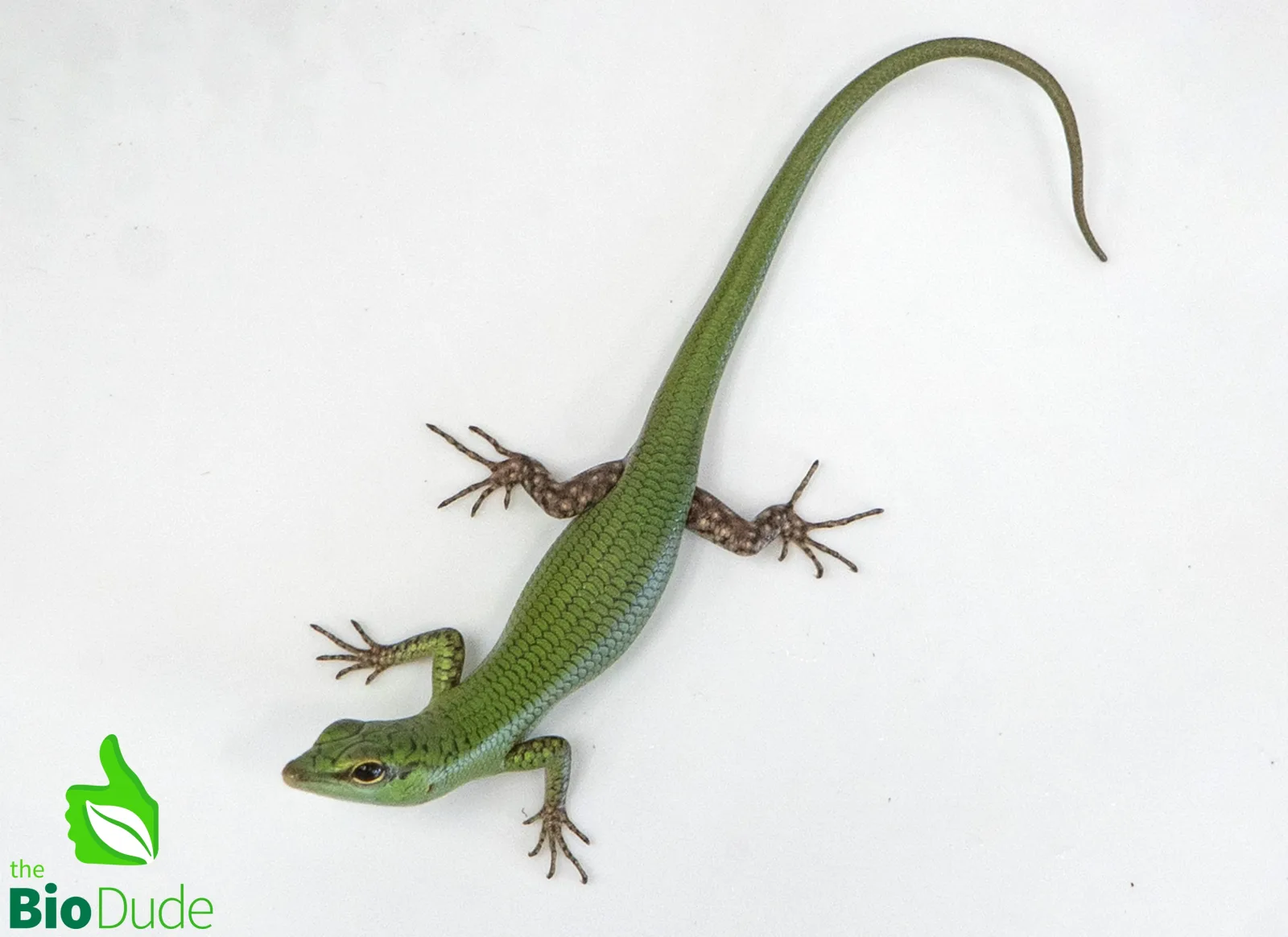 Lamprolepis smaragdina (captive-bred) | Emerald Tree Skink - Image 2