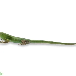 Lamprolepis smaragdina (captive-bred) | Emerald Tree Skink